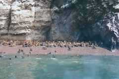 Islas Ballestas, Paracas