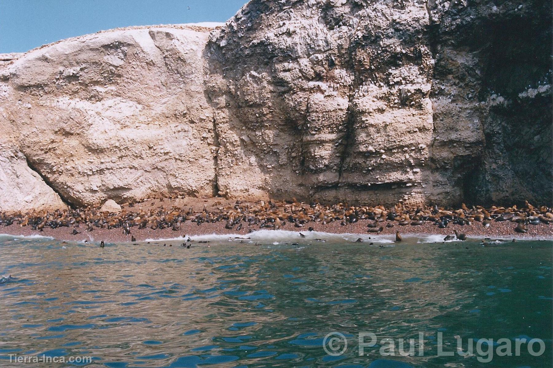 Islas Ballestas, Paracas