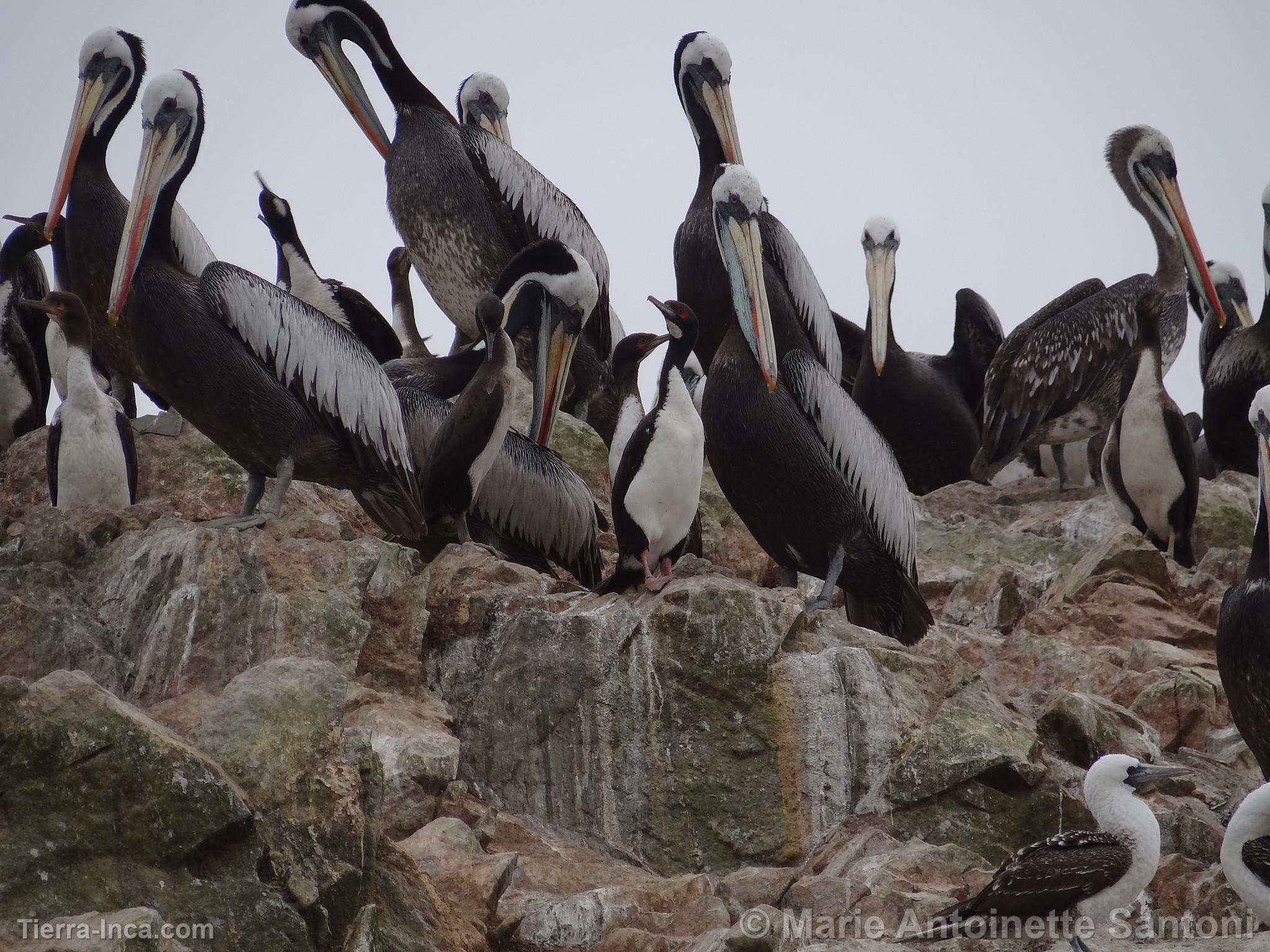 Islas Ballestas, Paracas