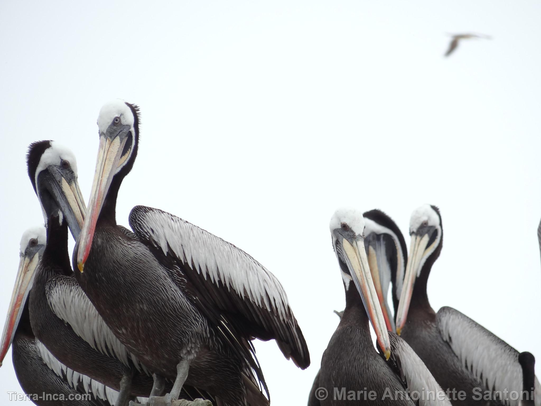 Islas Ballestas, Paracas