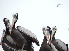 Islas Ballestas, Paracas