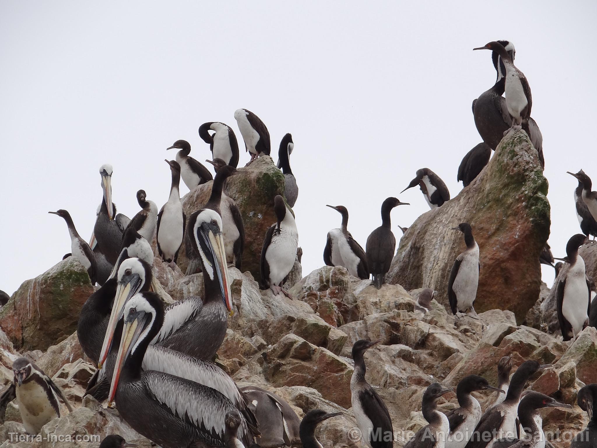 Islas Ballestas, Paracas