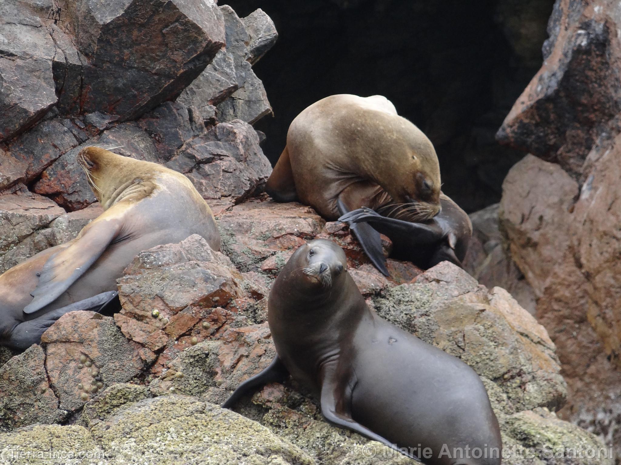 Islas Ballestas, Paracas