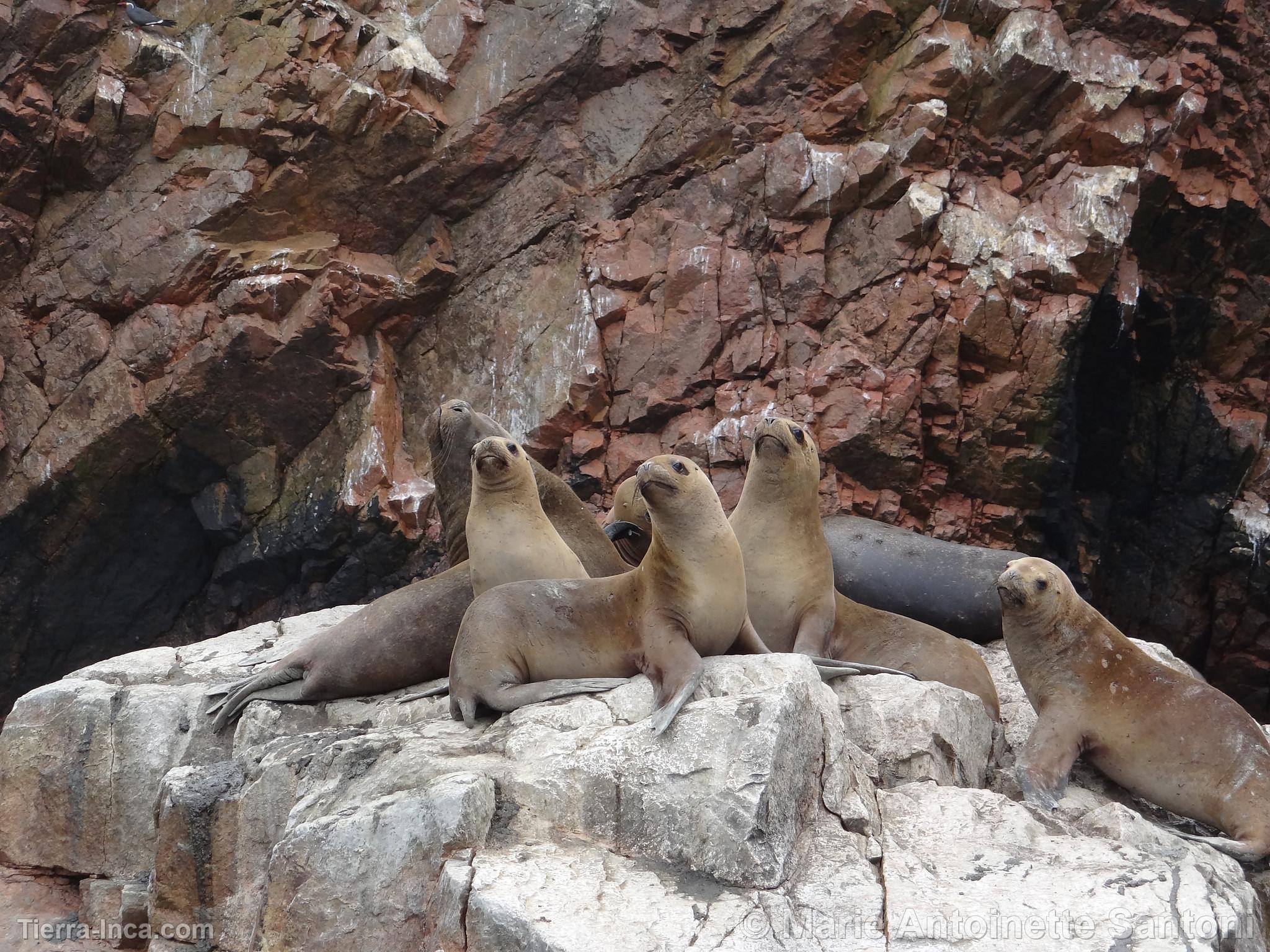 Islas Ballestas, Paracas