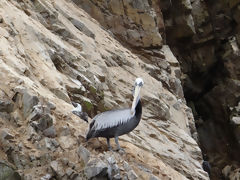 Islas Ballestas, Paracas