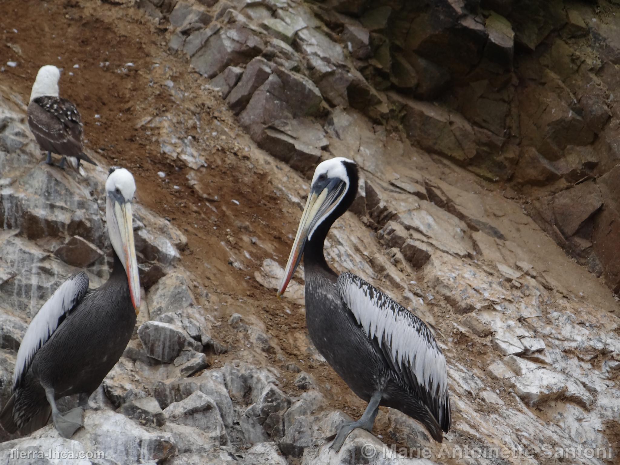 Islas Ballestas, Paracas