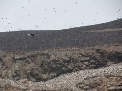 Islas Ballestas, Paracas