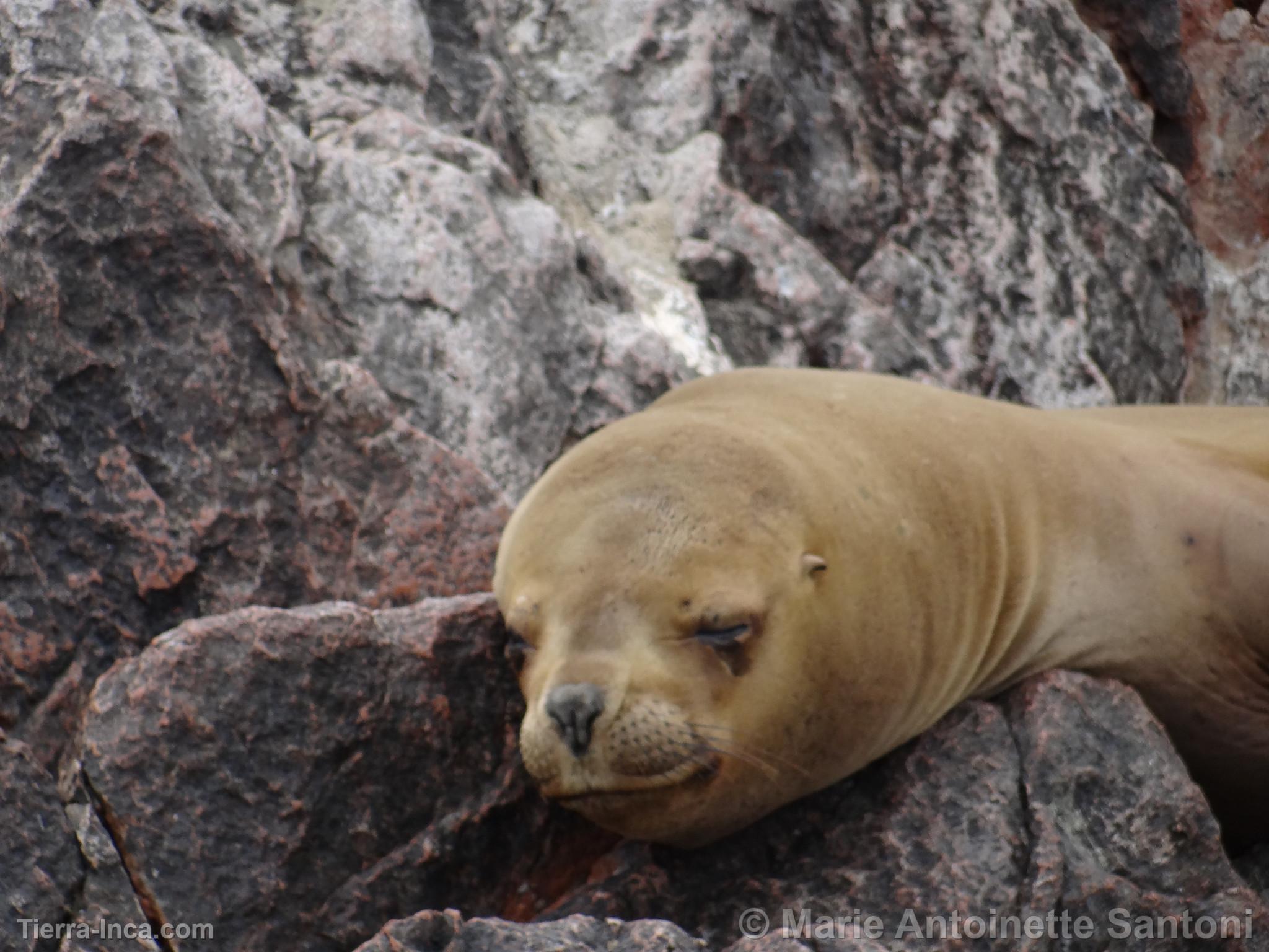 Islas Ballestas, Paracas