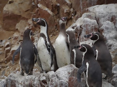 Islas Ballestas, Paracas