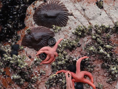 Islas Ballestas, Paracas