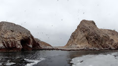 Islas Ballestas, Paracas