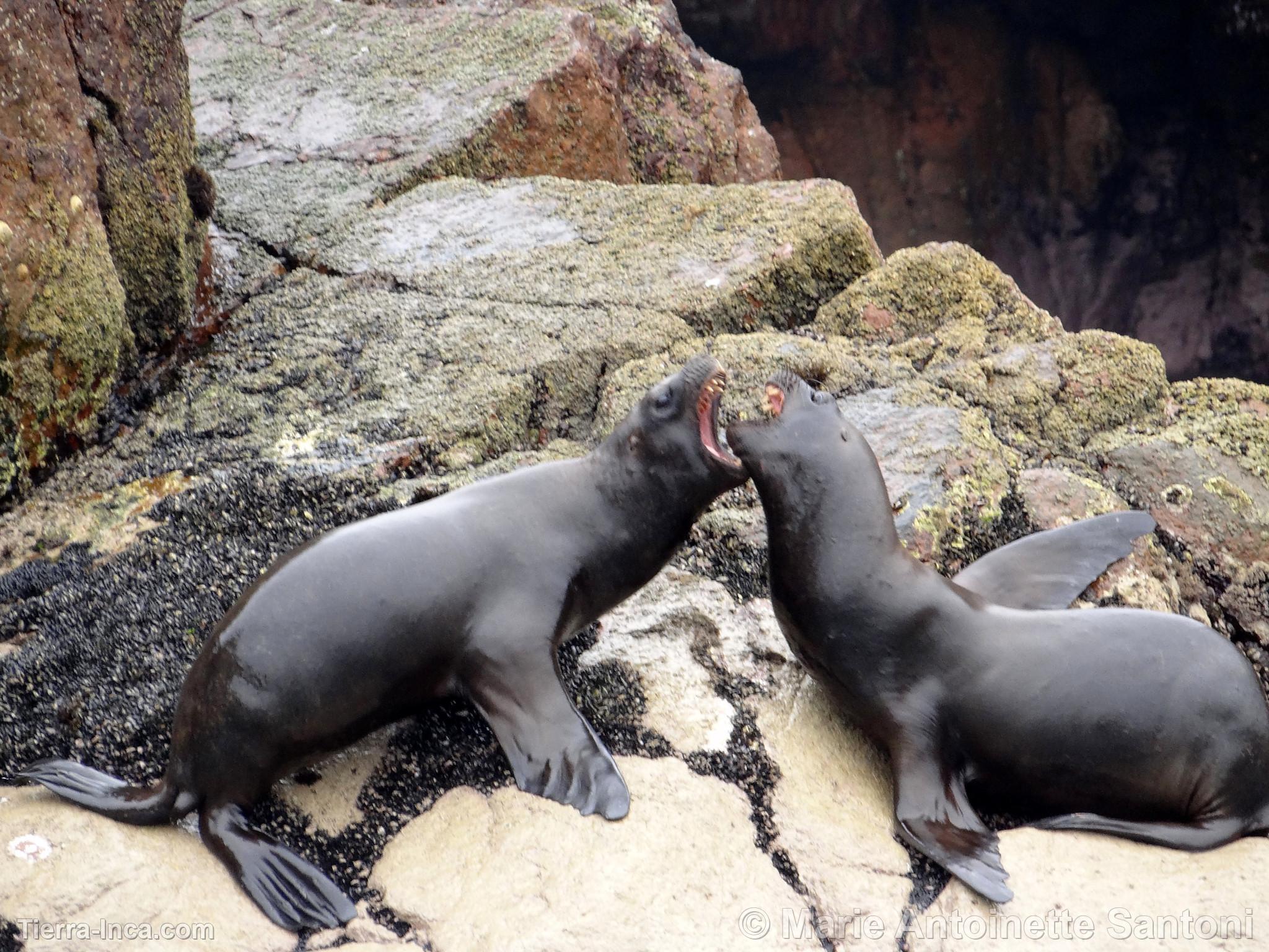 Islas Ballestas, Paracas