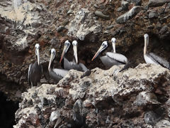 Islas Ballestas, Paracas