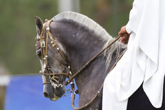 Caballos de Paso Peruano