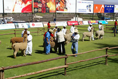 Exhibicin de alpacas