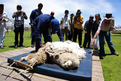 Exhibicin de alpacas