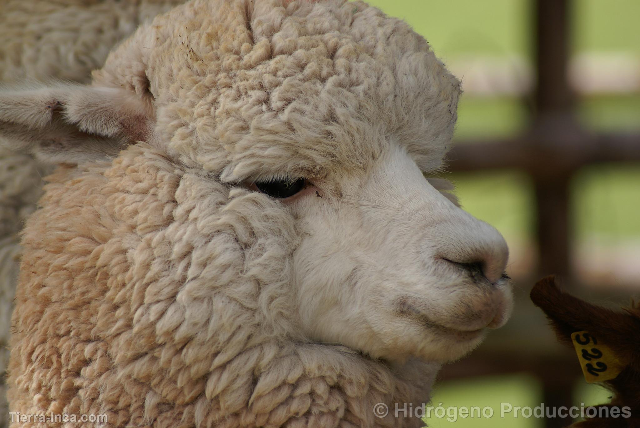 Exhibición de alpacas