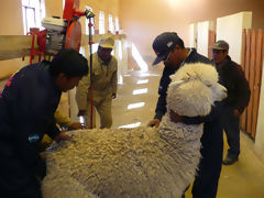 Esquila de alpacas