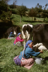 Granja Porcón, Cajamarca