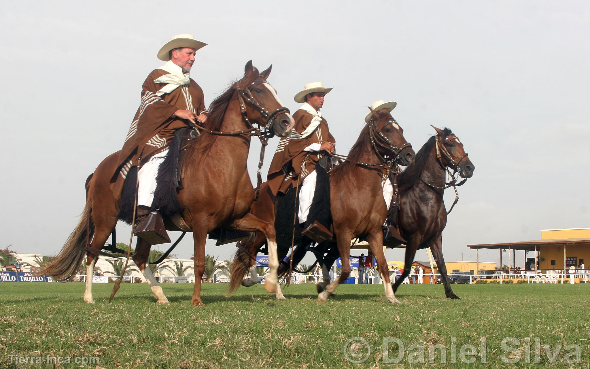 Caballos de paso peruano