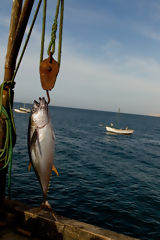 Pesca artesanal en la playa Los rganos