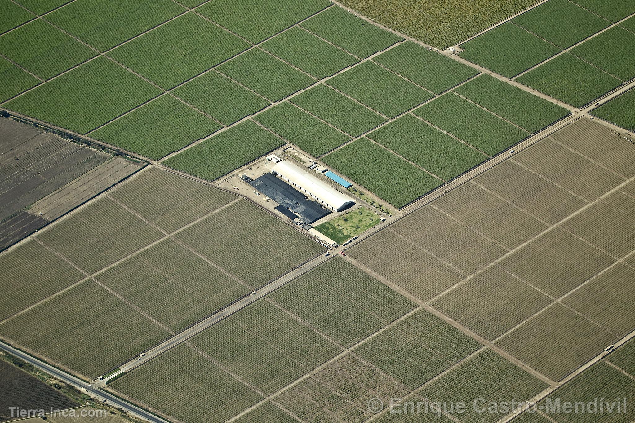 Campos de cultivo en Nasca, Nazca