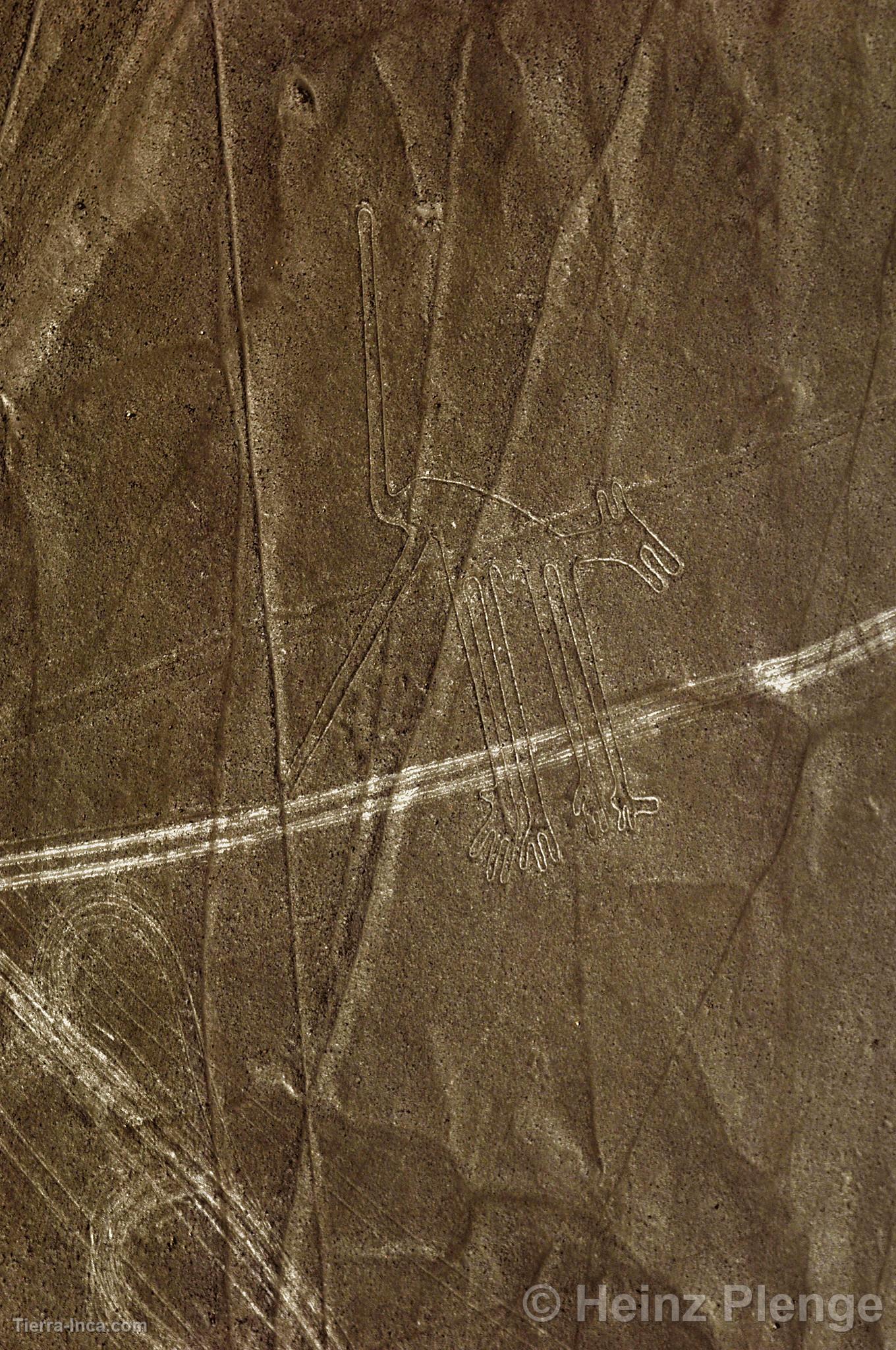 Lneas de Nazca