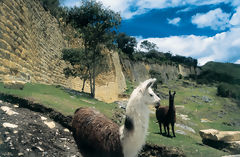 Llamas en la fortaleza de Kuelap, Kulap