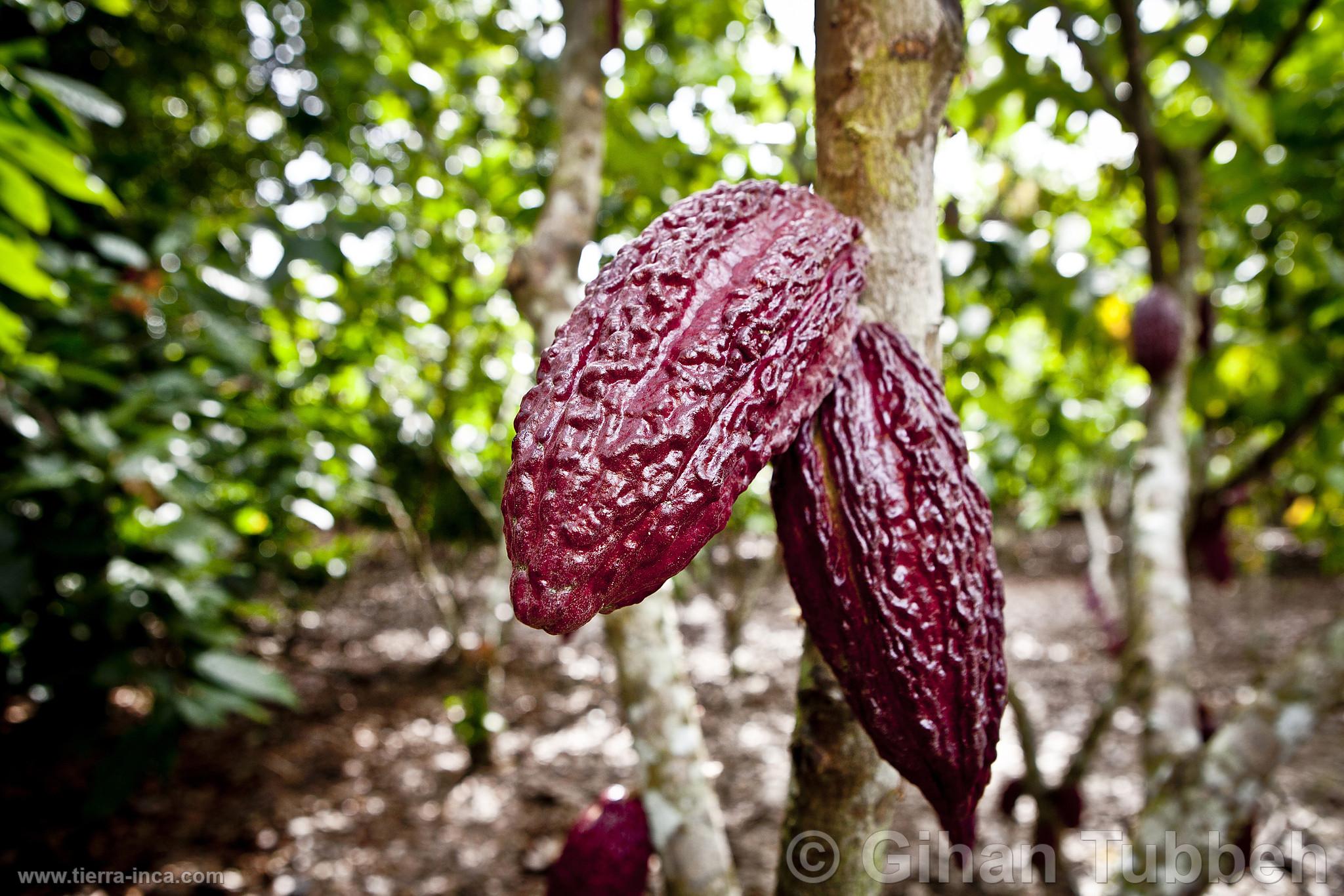 Frutos de cacao