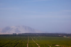 Cultivo de paltas