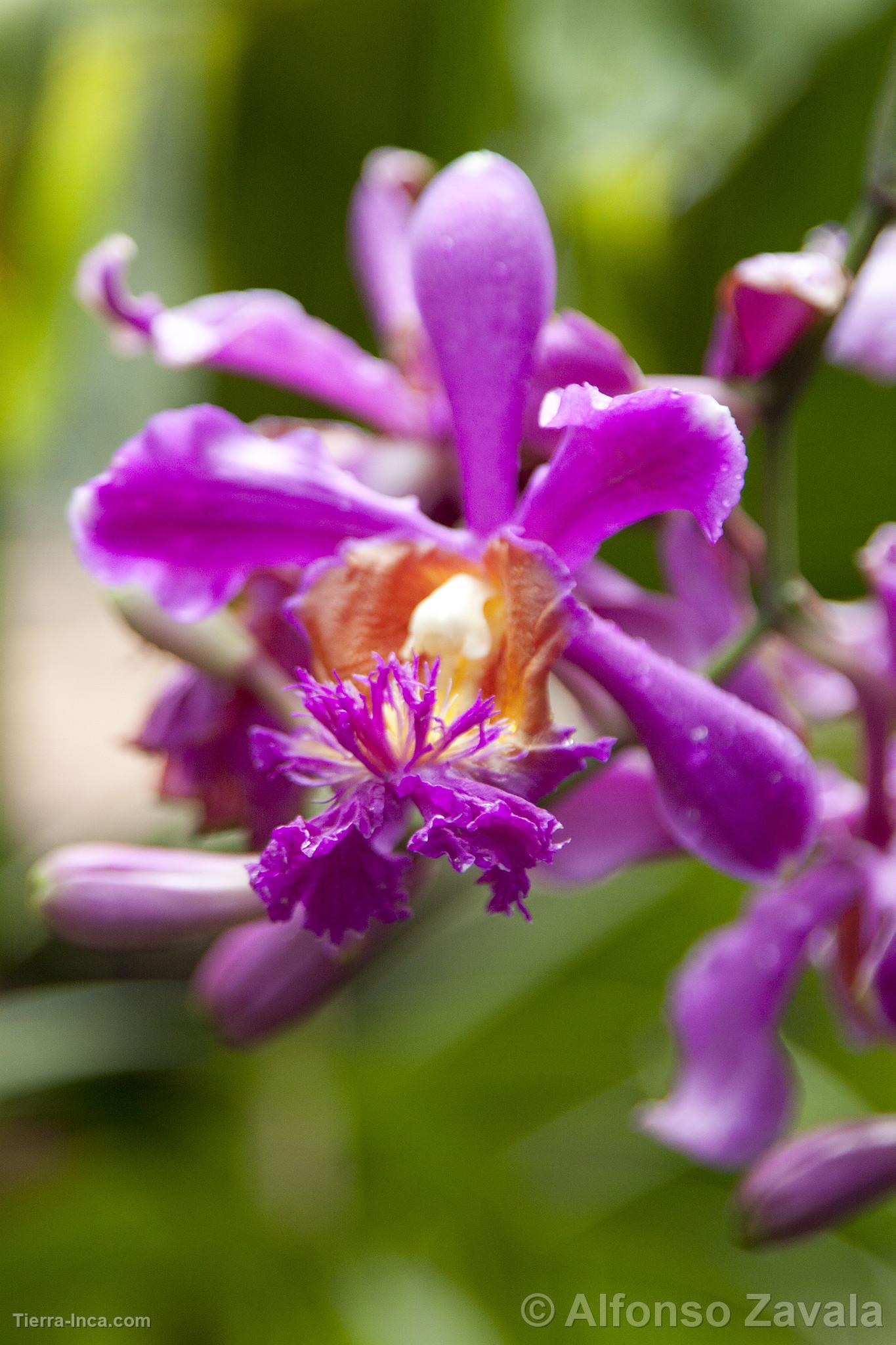 Orquídea en Machu Picchu