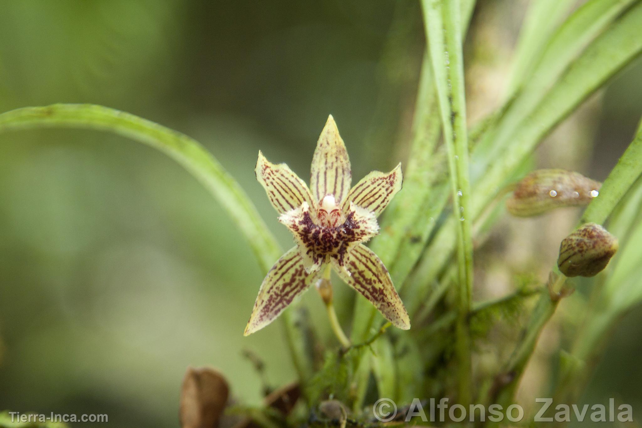 Orqudea en Machu Picchu