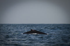 Avistamiento de ballenas