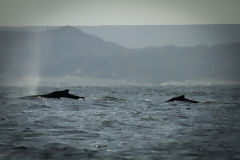 Avistamiento de ballenas