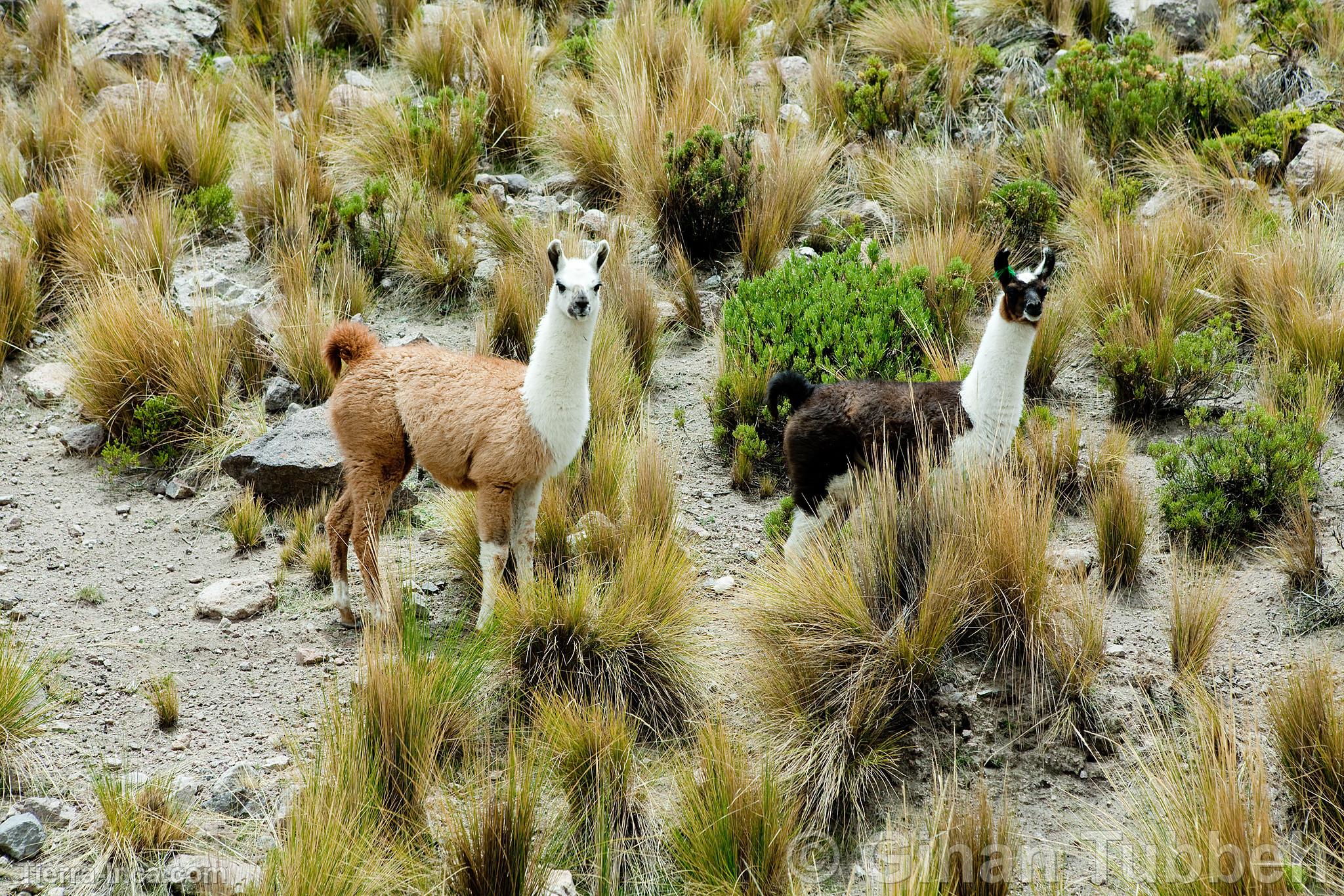 Llamas en el Colca