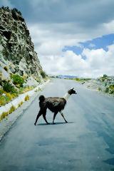 Llama en el Colca