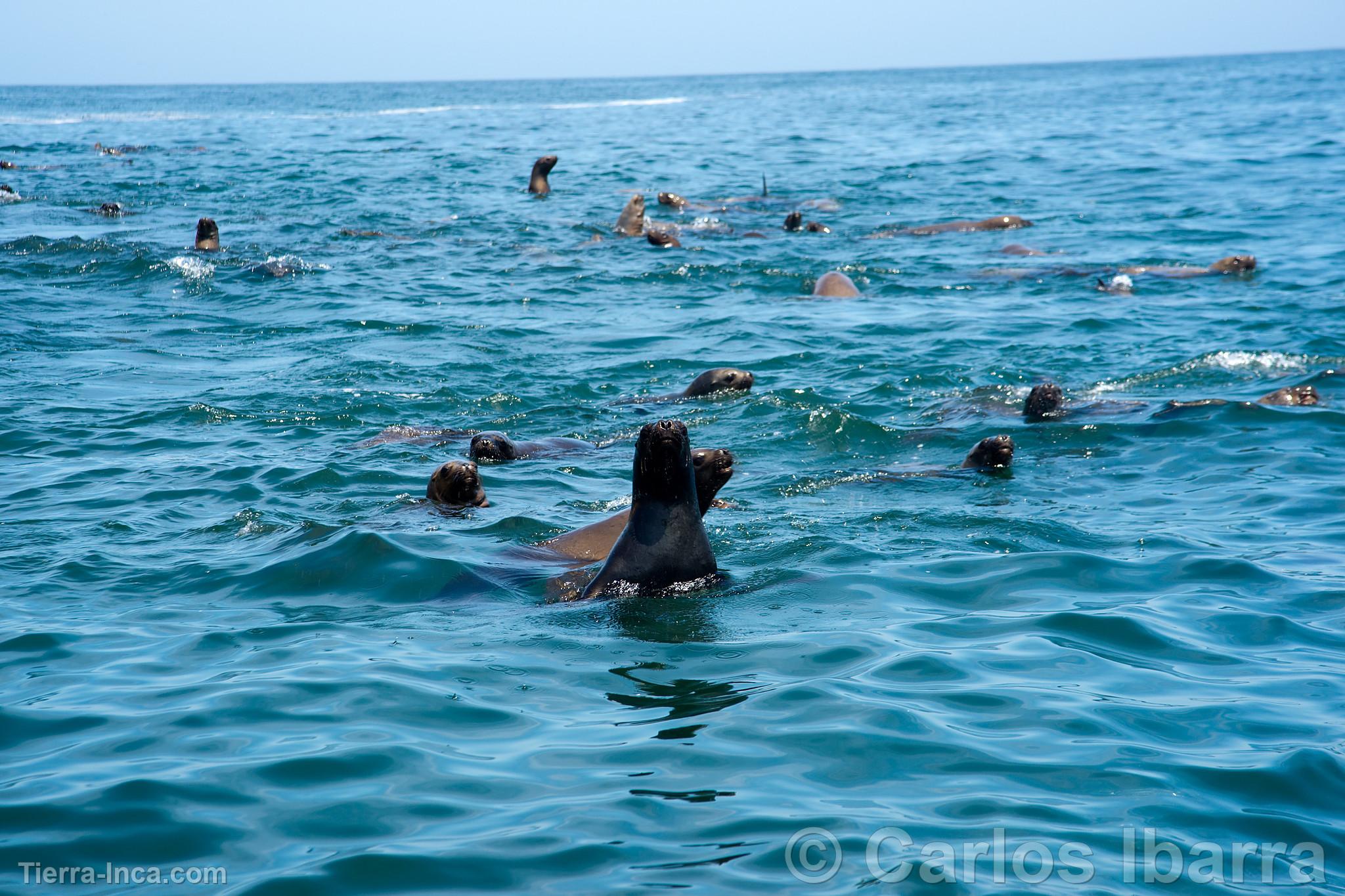 Lobos marinos en las Islas Palomino, Callao