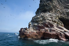 Islas Ballestas, Paracas