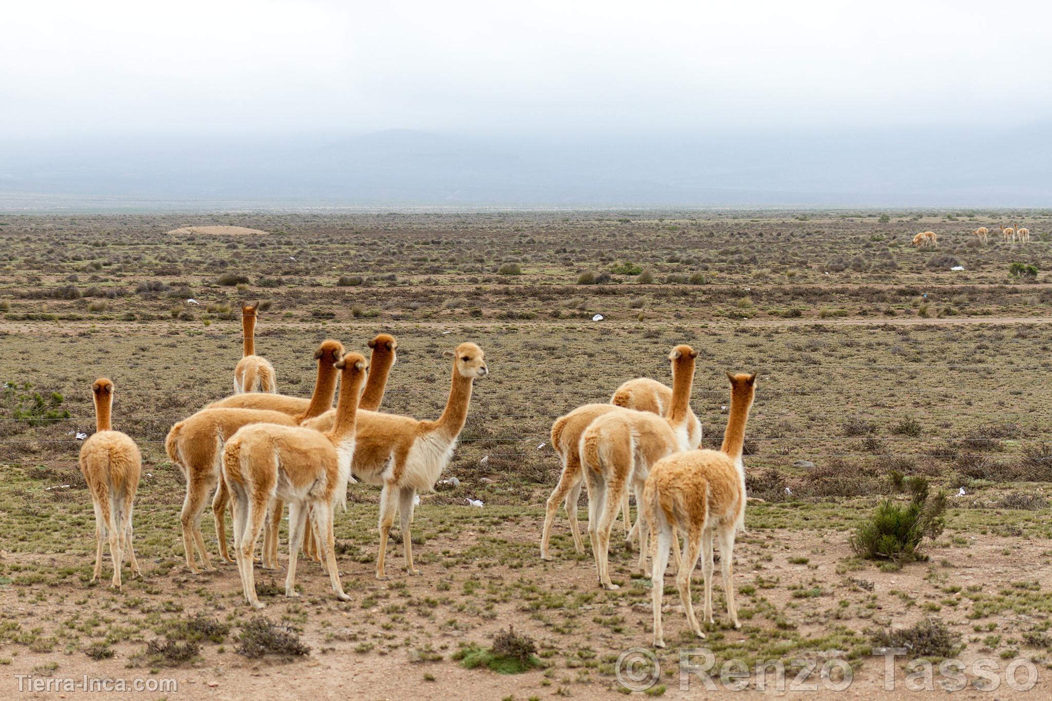 Vicuñas en Salinas y Aguada Blanca