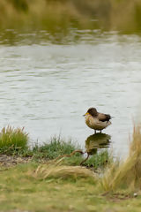 Pato barcino en Salinas y Aguada Blanca