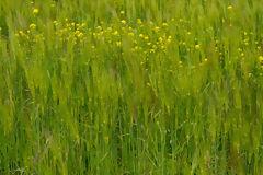 Campo de cebada en el Colca