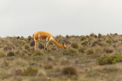 Vicua en Salinas y Aguada Blanca