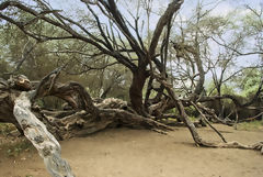 Bosque de Pómac