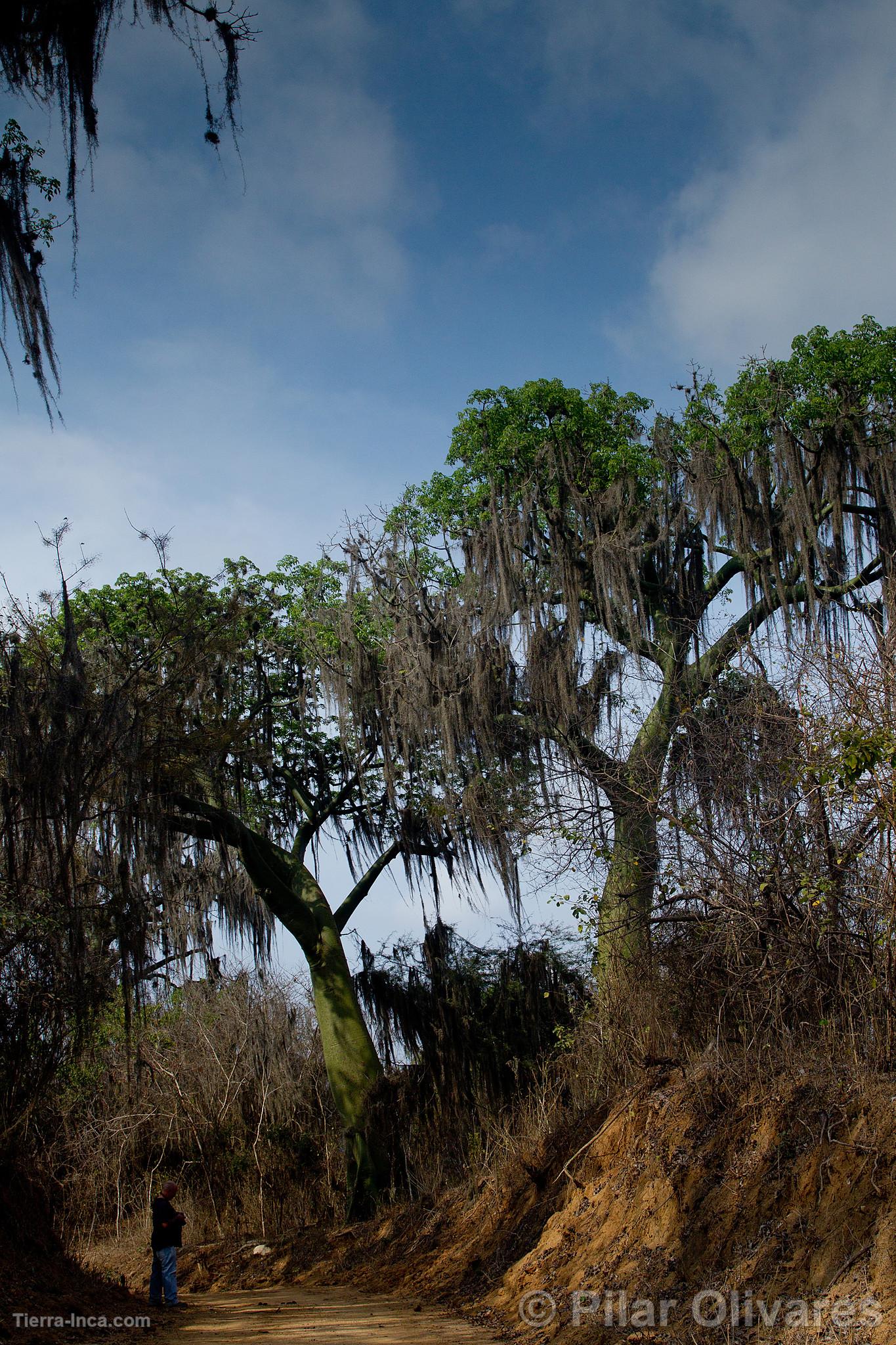 Parque Nacional Cerros de Amotape