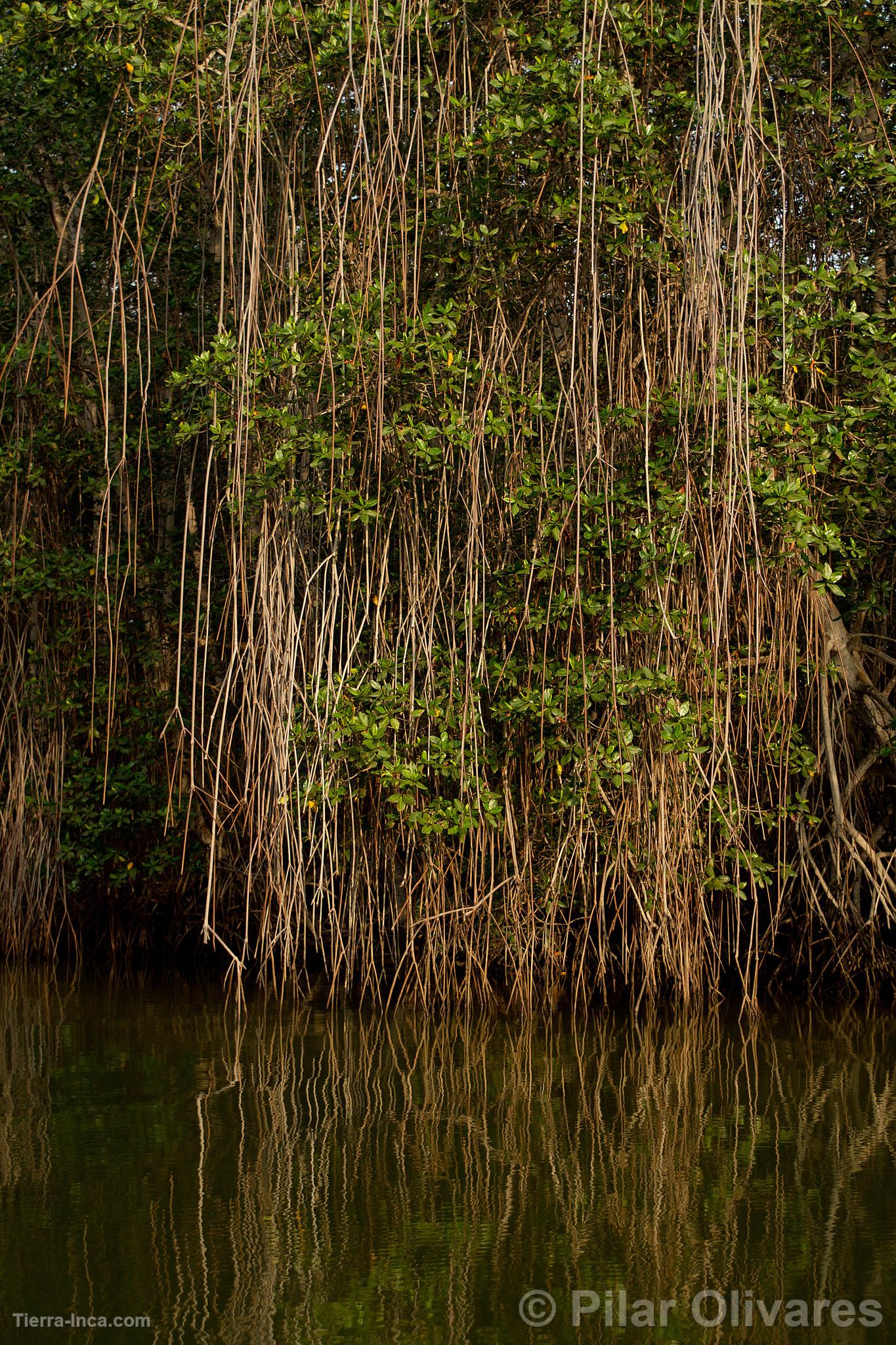 Manglares de Tumbes