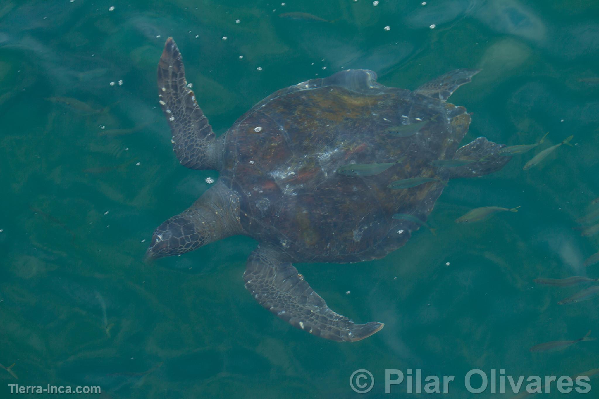 Tortuga marina en la playa Los Órganos