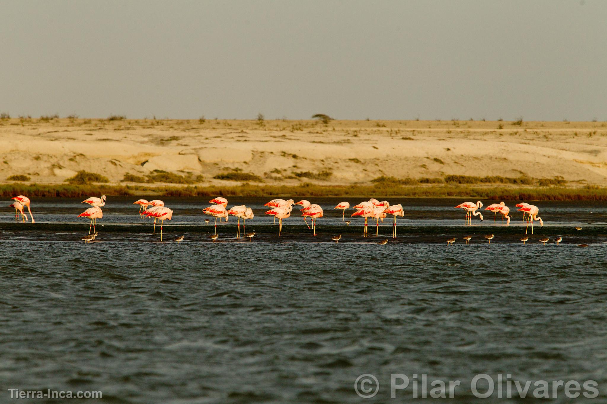 Flamencos o Parihuanas