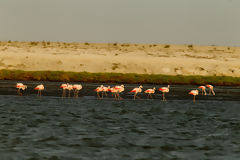 Flamencos o Parihuanas