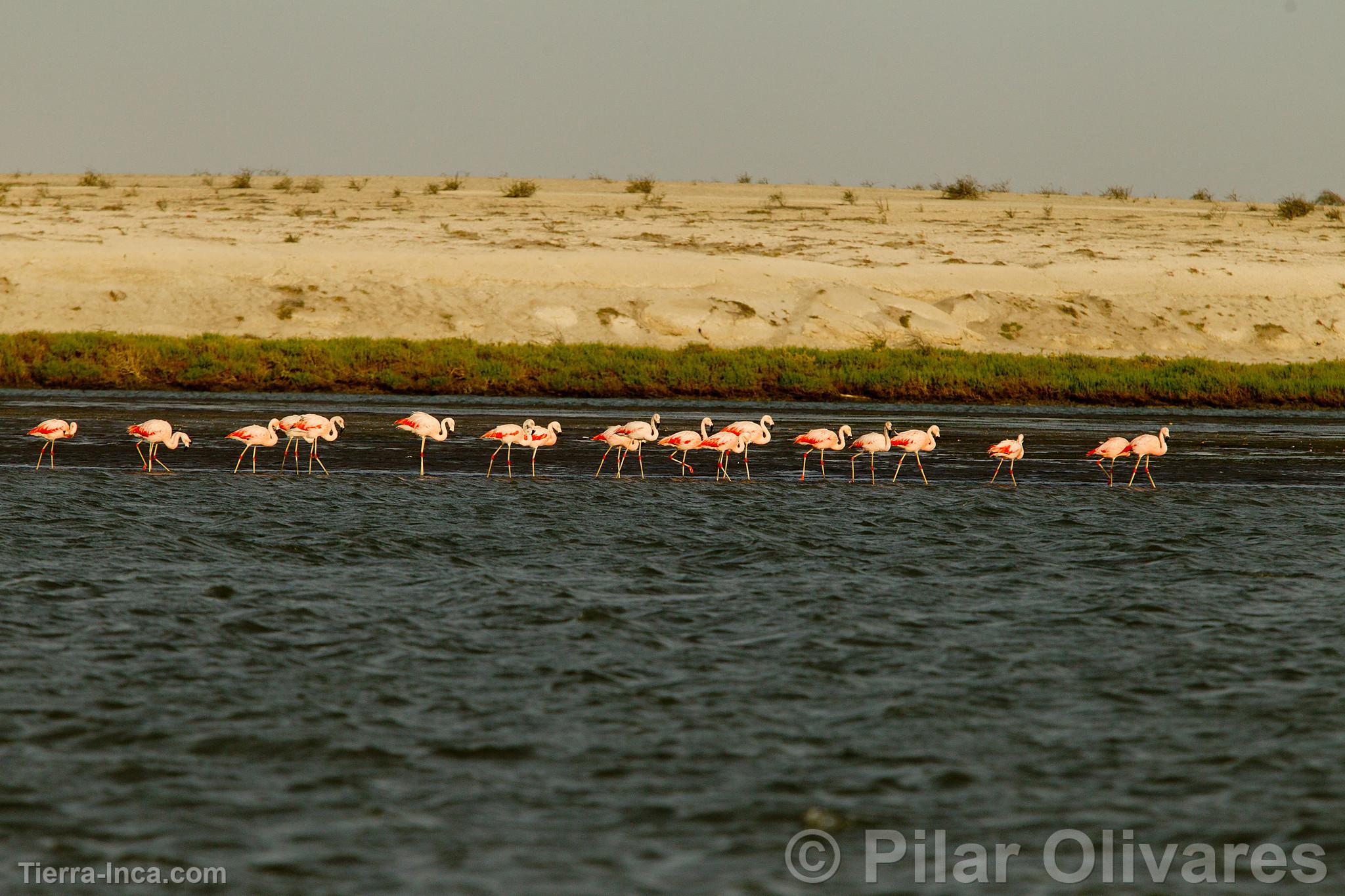 Flamencos o Parihuanas