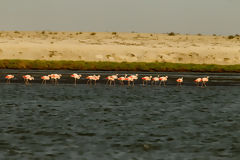 Flamencos o Parihuanas